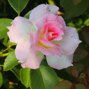 薔薇　マチルダの画像 by ハナコさん | お出かけ先と薔薇　マチルダとピンクのお花とバラ♪と街歩きと須磨離宮公園